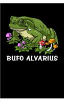 Bufo Alvarius