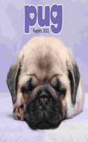 PUG PUPPIES MINI SQUARE WALL CALENDAR 20