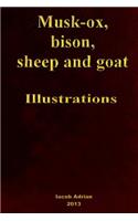 Musk-ox, bison, sheep and goat Illustrations