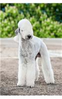 The Bedlington Terrier Dog Journal