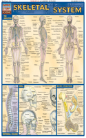 Skeletal System