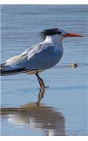 Royal Tern Bird Journal (Sterna Maxima): 150 page lined notebook/diary