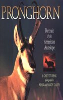 Pronghorn