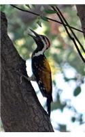 Black-rumped Flameback in Ella Sri Lanka Bird Journal: 150 page lined notebook/diary