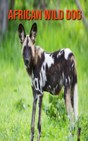 African Wild Dog