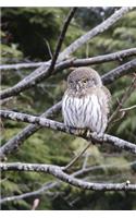 Pygmy Owl Perched in a Tree Journal: 150 Page Lined Notebook/Diary
