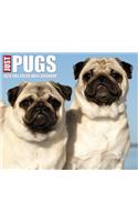 Just Pugs 2020 Box Calendar (Dog Breed Calendar)