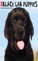 Just Black Lab Puppies 2023 Wall Calendar