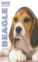 Beagle 2019 Dog Calendar (UK Edition)