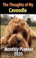 The Thoughts of My Cavoodle