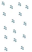 The Butterfly Series