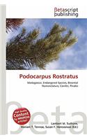 Podocarpus Rostratus: (English)