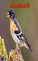 Brambling