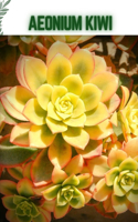 Aeonium Kiwi