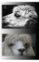 Alpaca