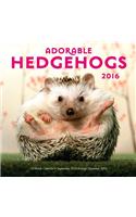 Adorable Hedgehogs 2016