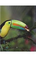 Keel Billed Toucan Notebook Large Size 8.5 x 11 Ruled 150 Pages