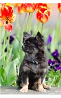 Chihuahua Notebook: Blank Lined Journal: Adorable Black Chihuahua in Flowers