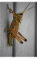 Grasshopper on a Deck Journal: Take Notes, Write Down Memories in this 150 Page Lined Journal