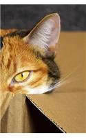 Cat In A Box Notebook: 150 lined pages, softcover, 6 x 9