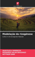 Modelação da rizogénese