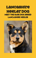 Lancashire Heeler Dog