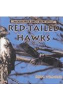 Red-Tailed Hawks