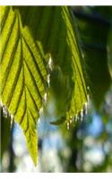 Sunlight Backlit Spring Leaves Journal: (Notebook, Diary, Blank Book)