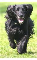 Black Cocker Spaniel Racing Through the Grass Journal: Take Notes, Write Down Memories in this 150 Page Lined Journa