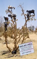 Goat Trees: Tales from the Other Side of the World