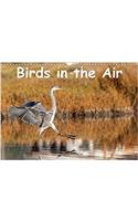 Birds in the Air 2017