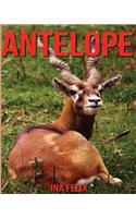 Antelope