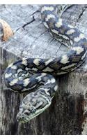 Carpet Python Journal