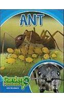 Ant