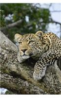A Wild Leopard Relaxing In A Tree In Kenya Africa Notebook