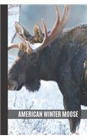 American Winter Moose