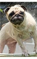 Pug February Notebook Pug Record, Log, Diary, Special Memories, To Do List, Academic Notepad, Scrapbook & More