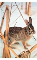 Journal Rabbit Winter: (Notebook, Diary, Blank Book)(Seasonal Winter Wildlife Photo Journals Notebooks Diaries)