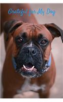 Grateful for My Dog: 31 Days of Gratitude Journaling about My Dog - Boxer breed