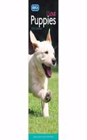 PUPPIES I LOVE RSPCA S 2020