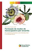 Formação de mudas de maracujazeiro por enxertia