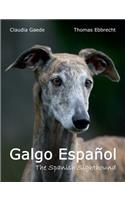 Galgo Espanol