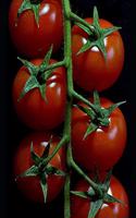 Tomato Growers Notebook: 150 Large Blank Lined Pages