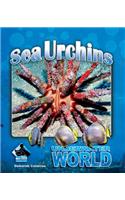 Sea Urchins