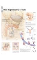 Male Reproductive System Paper Poster: Wall Chart