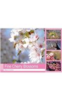 Fine Cherry Blossoms 2018