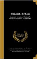 Brasilische Sethiere