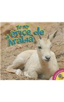 Yo Soy el Orice de Arabia: (Yo Soy)