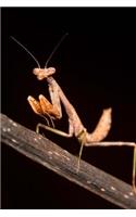 Praying Mantis Insect Journal