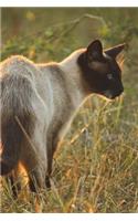 Siamese Cat at Attention Journal